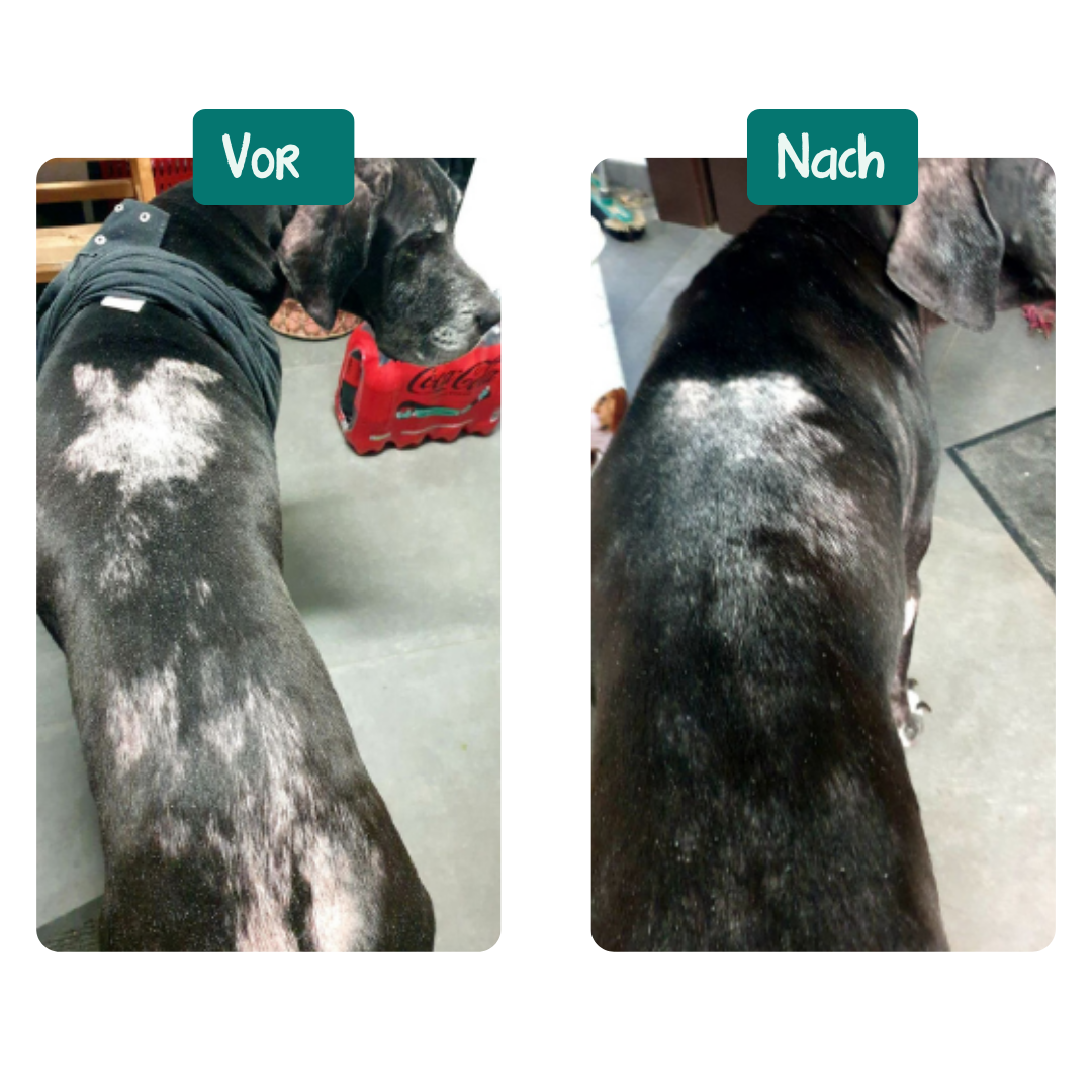 Probiotique Anti-Demangeaisons